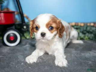 Cavalier King Charles Spaniel dogs Betty - Ad 35