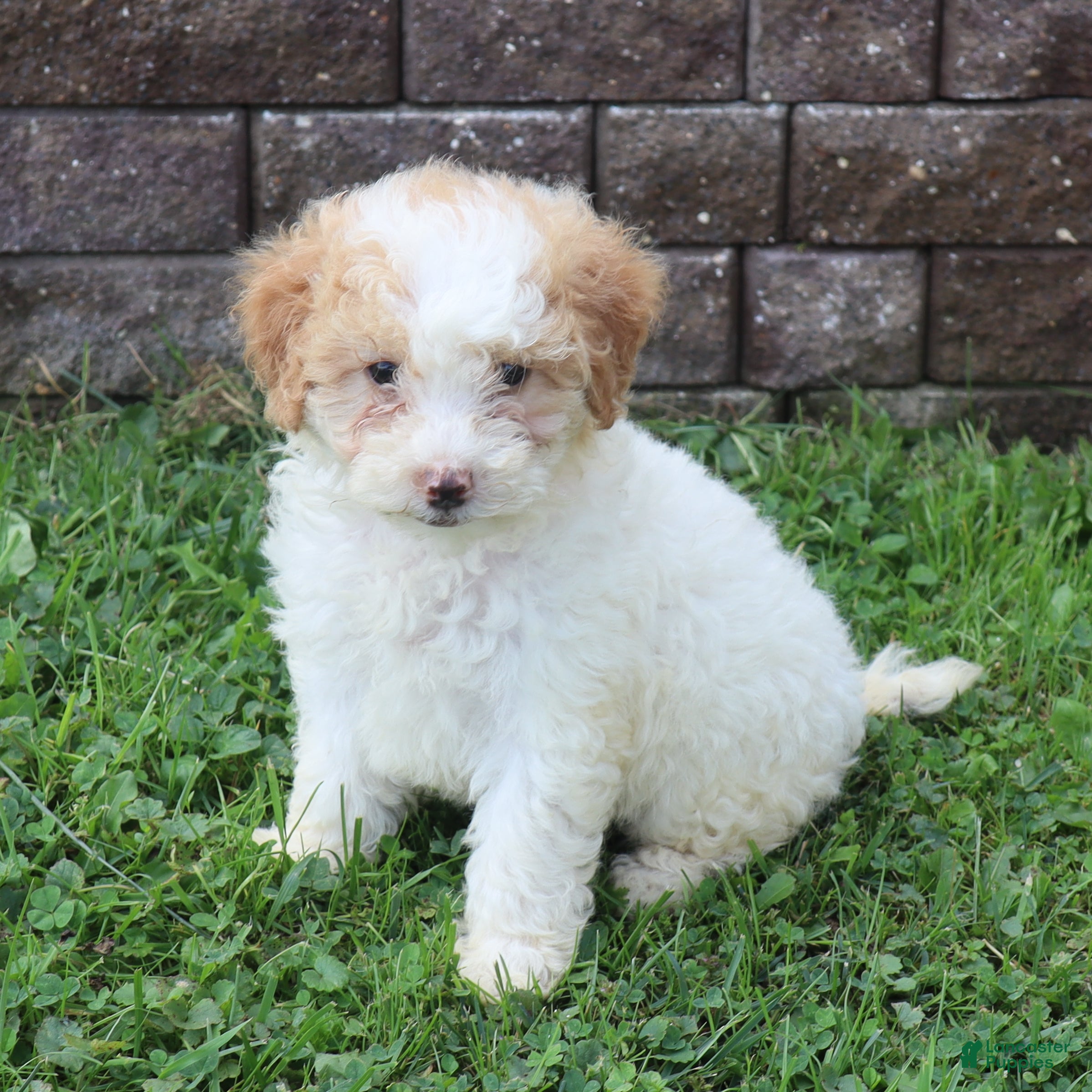 Mini Goldendoodle dogs Charita - Ad 1