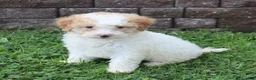 Mini Goldendoodle dogs for sale: Charita - Ad 1