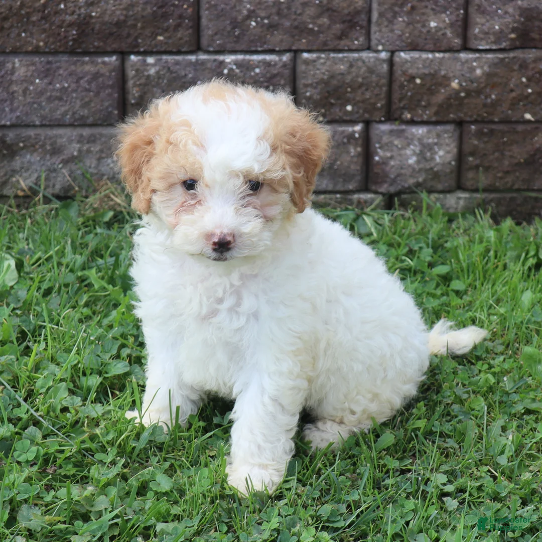 Mini Goldendoodle dogs for sale: Charita - Ad 1