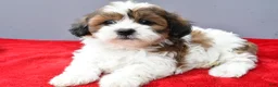 Teddy Bear dogs for sale: Tiffany - Ad 5