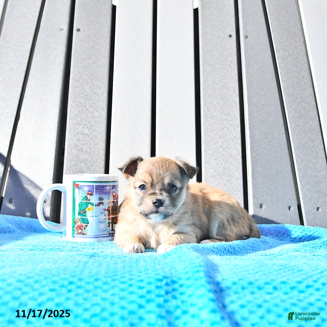Chihuahua dogs for sale: Mr. Sparky (Long-Haired) - Ad 7