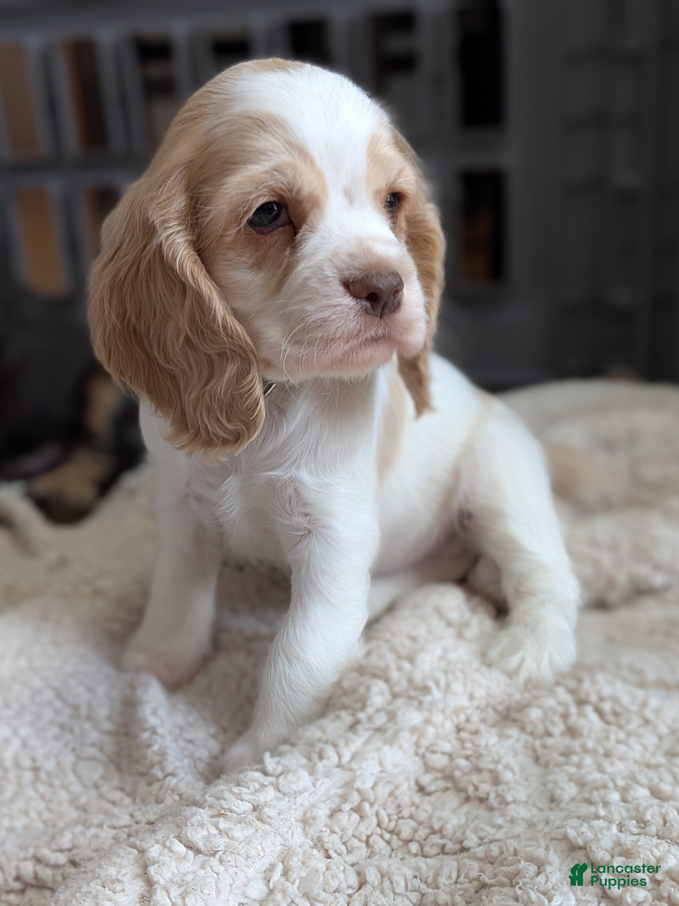 Cocker Spaniel dogs Zane - Ad 2