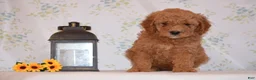 Mini Goldendoodle dogs for sale: Arto  - Ad 2