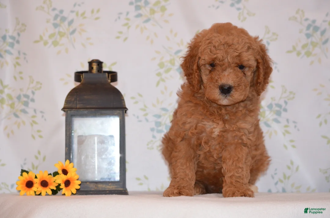 Mini Goldendoodle dogs for sale: Arto  - Ad 2