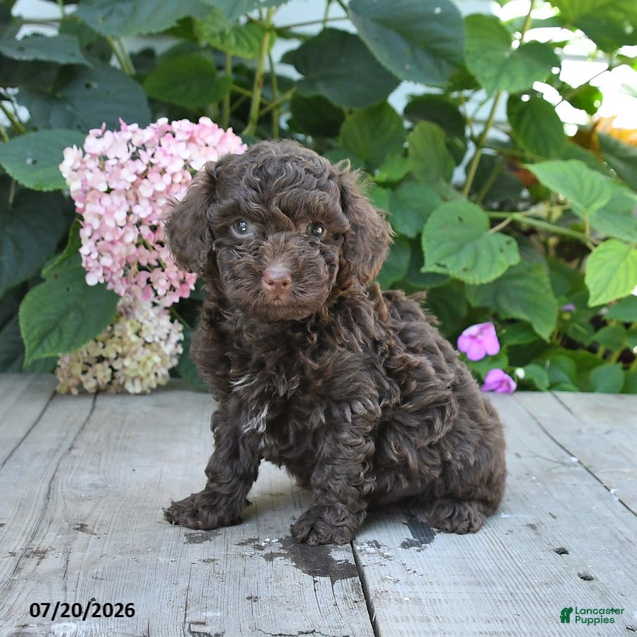 Toy Poodle dogs for sale: Hershey - Ad 1