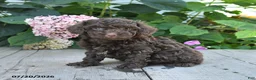 Toy Poodle dogs for sale: Hershey - Ad 1