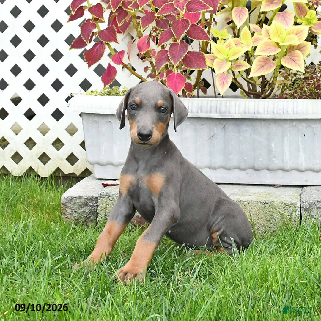 Doberman Pinscher dogs for sale: Pearl - Ad 3