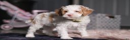 Miniature Poodle dogs for sale: Mateo - Ad 2