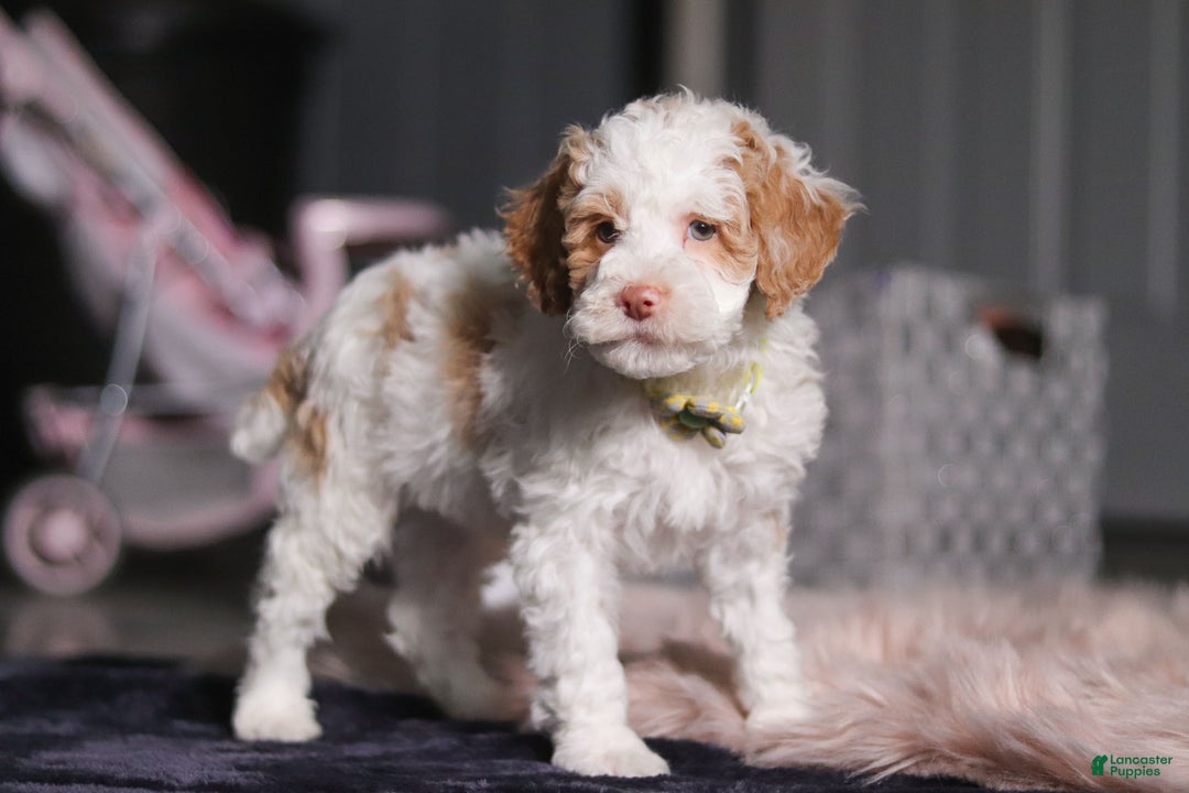 Miniature Poodle dogs for sale: Mateo - Ad 2