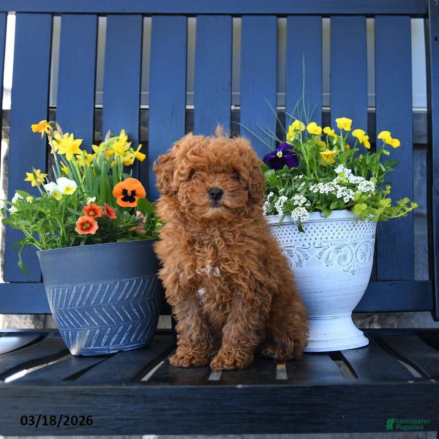 Miniature Poodle dogs Maggie - Ad 1