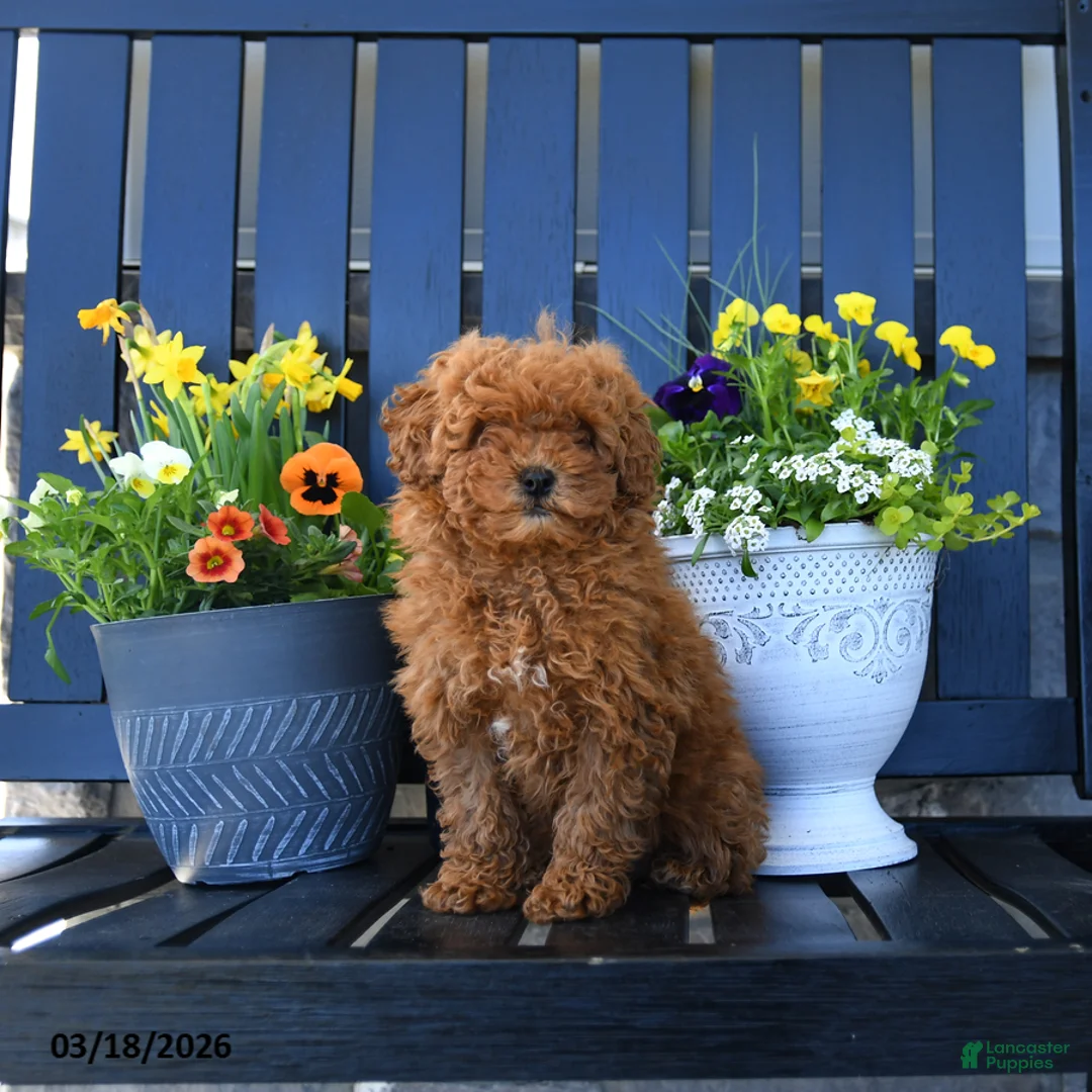 Miniature Poodle dogs for sale: Maggie - Ad 1