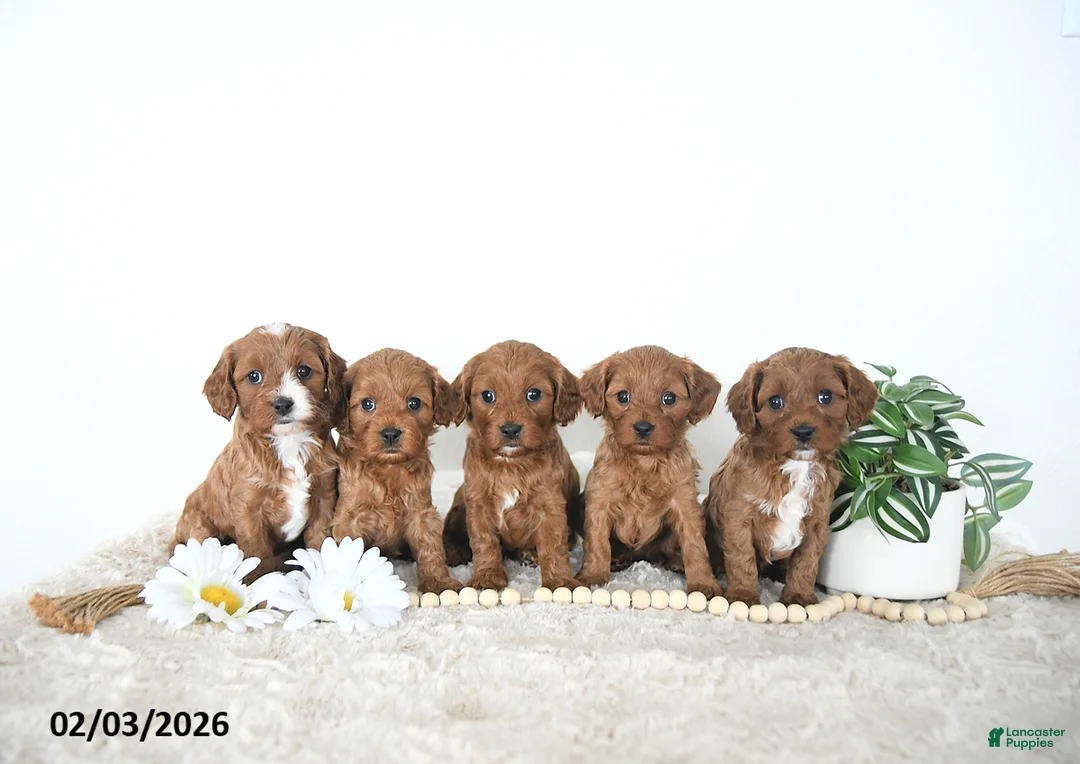 Cavapoo dogs for sale: Rita EXTRA SMALL - Ad 4