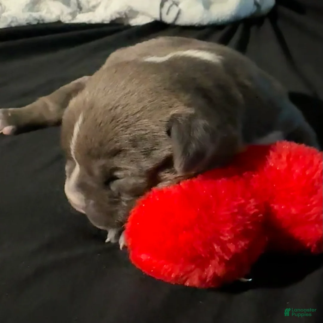 American Bully dogs for sale: American Bully Puppy 4 - Ad 1