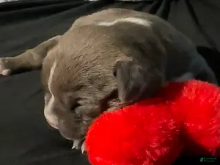 American Bully dogs for sale: American Bully Puppy 4 - Ad 2