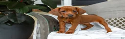 Redbone Coonhound dogs for sale: Birch - Ad 6