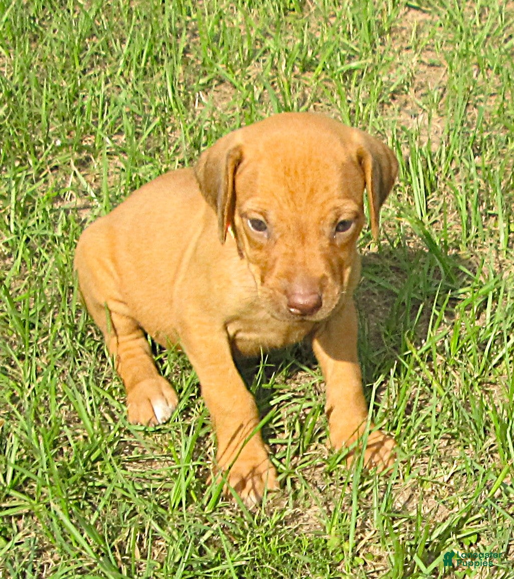 Rhodesian Ridgeback dogs Rhodesian Ridgeback 4 - Ad 4