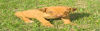 Rhodesian Ridgeback 4