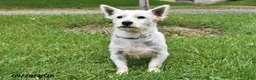 West Highland Terrier dogs for sale: Winter - Ad 6