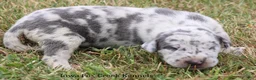 Great Dane dogs for sale: Shakira - Ad 4