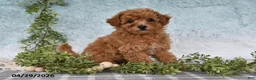 Bichpoo dogs for sale: Franci - Ad 1