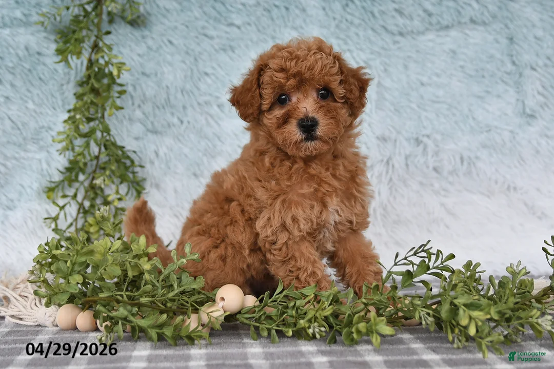 Bichpoo dogs for sale: Franci - Ad 1