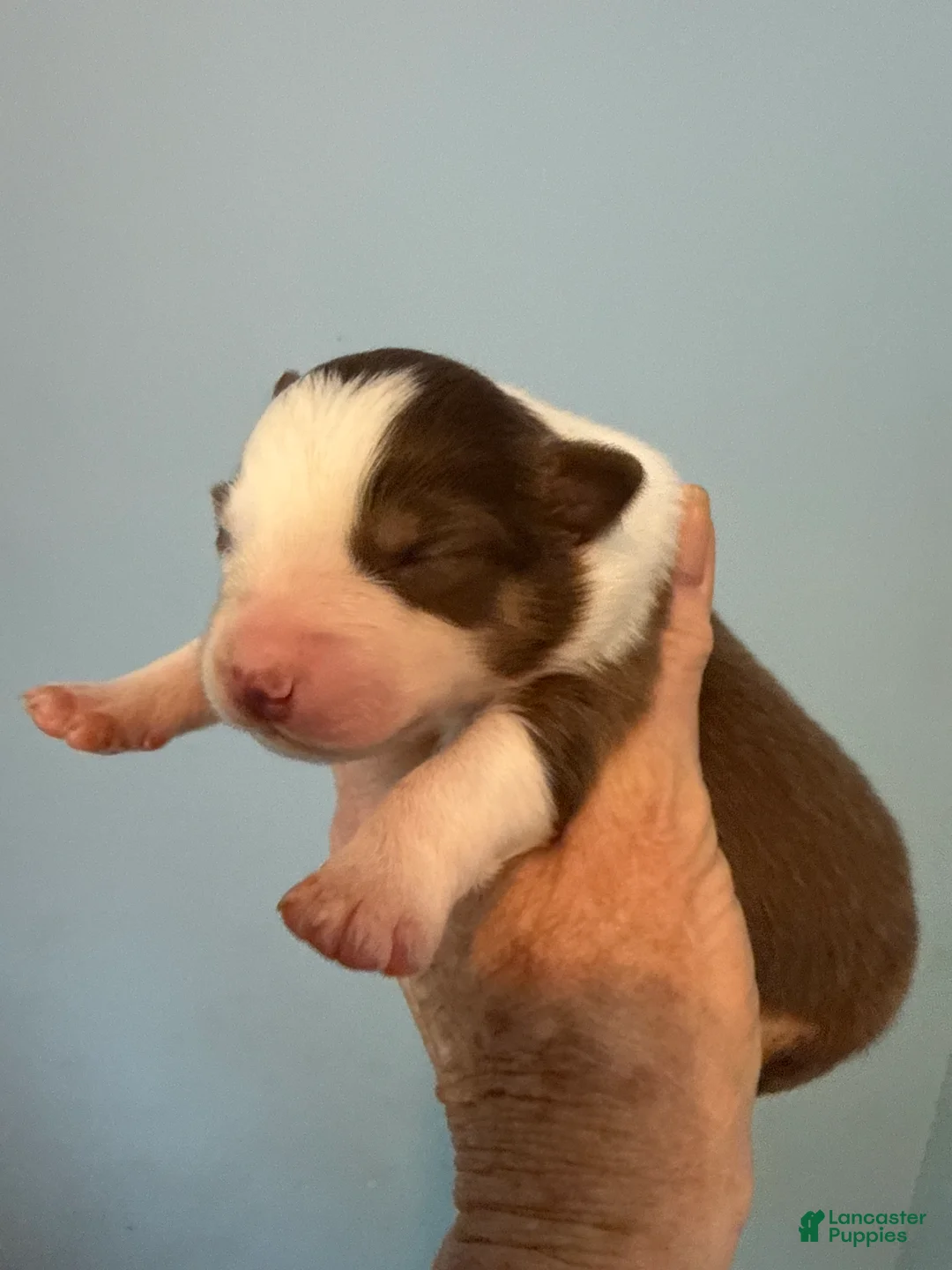 Australian Shepherd dogs for sale: Australian Shepherd Puppy 2 - Ad 1