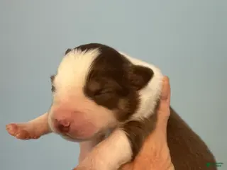 Australian Shepherd dogs Australian Shepherd Puppy 2 - Ad 41