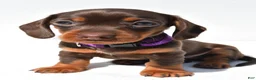Miniature Dachshund dogs for sale: Dolly - Ad 3