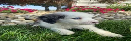 Mini Bernedoodle dogs for sale: Tonya - Ad 14