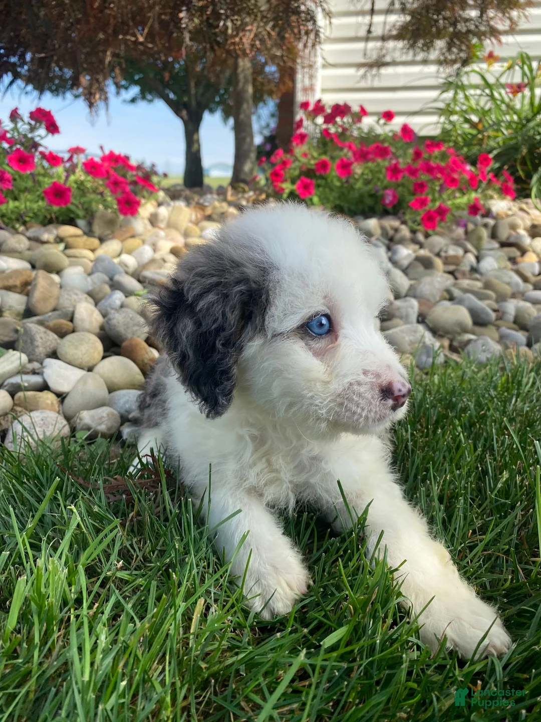 Mini Bernedoodle dogs for sale: Tonya - Ad 14