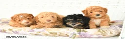 Miniature Poodle dogs for sale: Archer - Ad 5