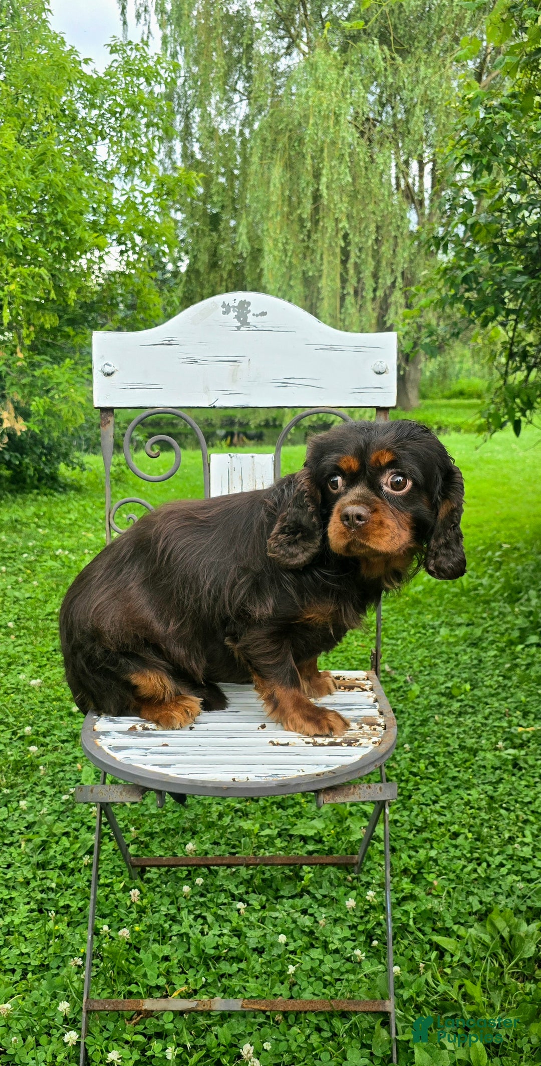 Cavalier King Charles Spaniel dogs for sale: Cavalier King Charles Spaniel Puppy 1 - Ad 4