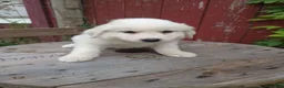 Great Pyrenees dogs for sale: Oakley - Ad 5