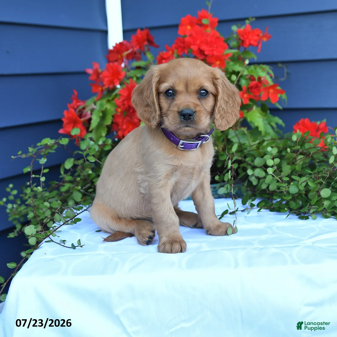 Miniature Golden Retriever dogs for sale: Summer - Ad 1