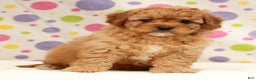 Cavapoo dogs for sale: Abbigail - Ad 2