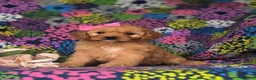 Cavapoo dogs for sale: Tootsie - Ad 1