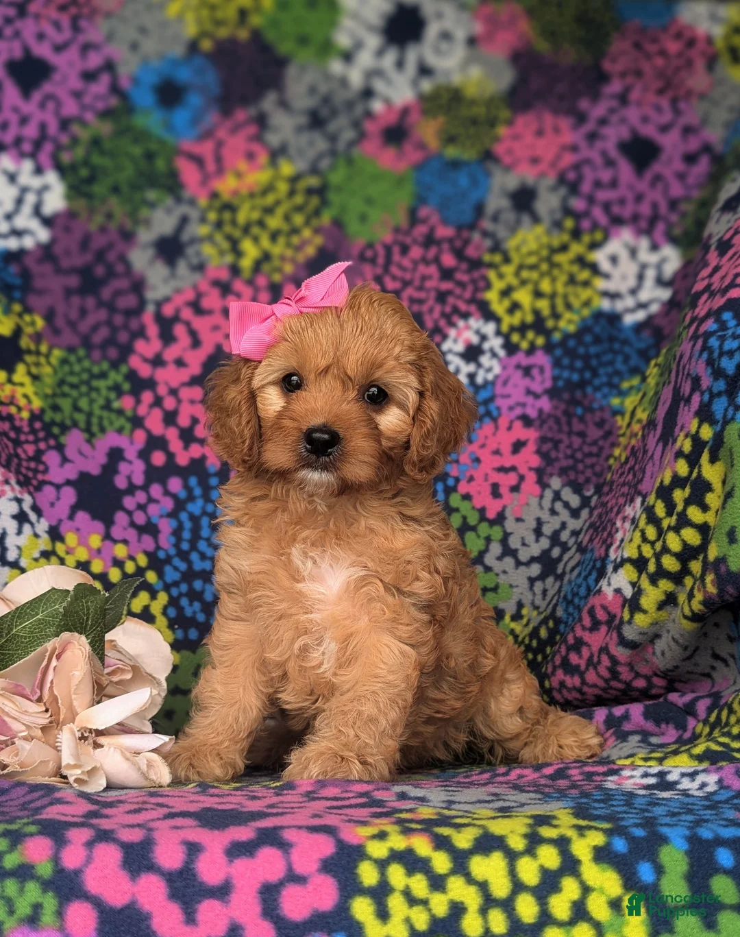 Cavapoo dogs for sale: Tootsie - Ad 1