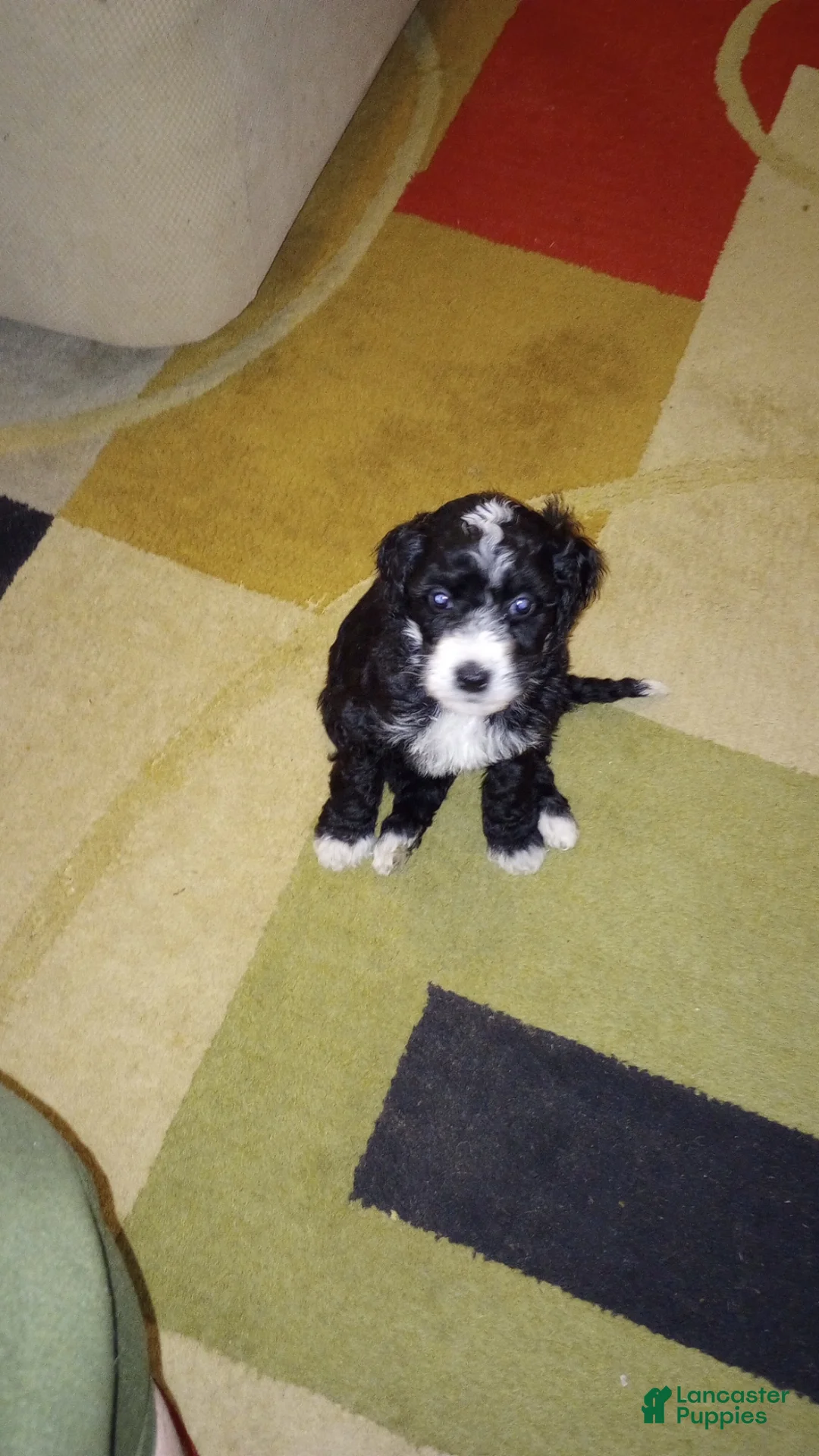 Mini Bernedoodle dogs for sale: Piper  - Ad 1