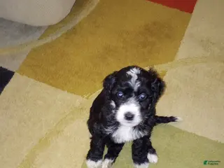 Mini Bernedoodle dogs for sale: Piper - Ad 3