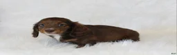 Miniature Dachshund dogs for sale: Jack - Ad 4