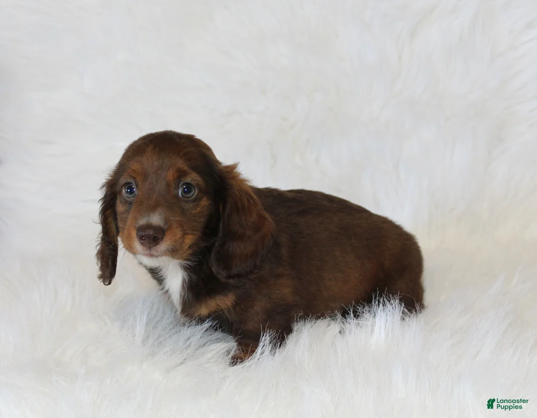 Miniature Dachshund dogs for sale: Jack - Ad 4