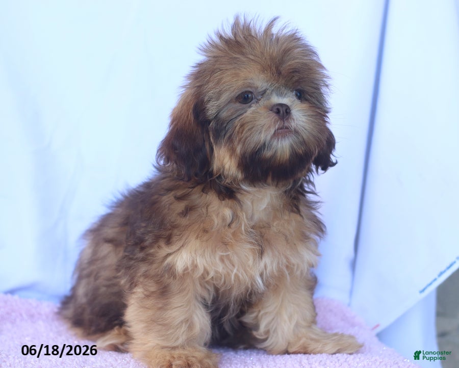 Shih Tzu dogs Natasha - Ad 2