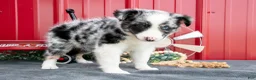 Miniature Australian Shepherd dogs for sale: Twinky - Ad 3