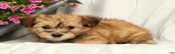 Yorkiepoo dogs for sale: Lindsey - Ad 4