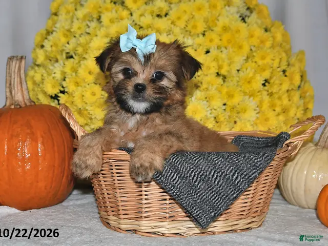 Shorkie dogs for sale: Victoria - Ad 1