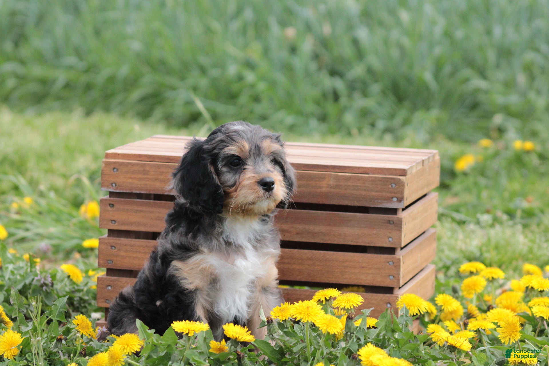 Cavapoo dogs Chipper - Ad 2