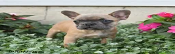 French Bulldog dogs for sale: Flora   - Ad 3