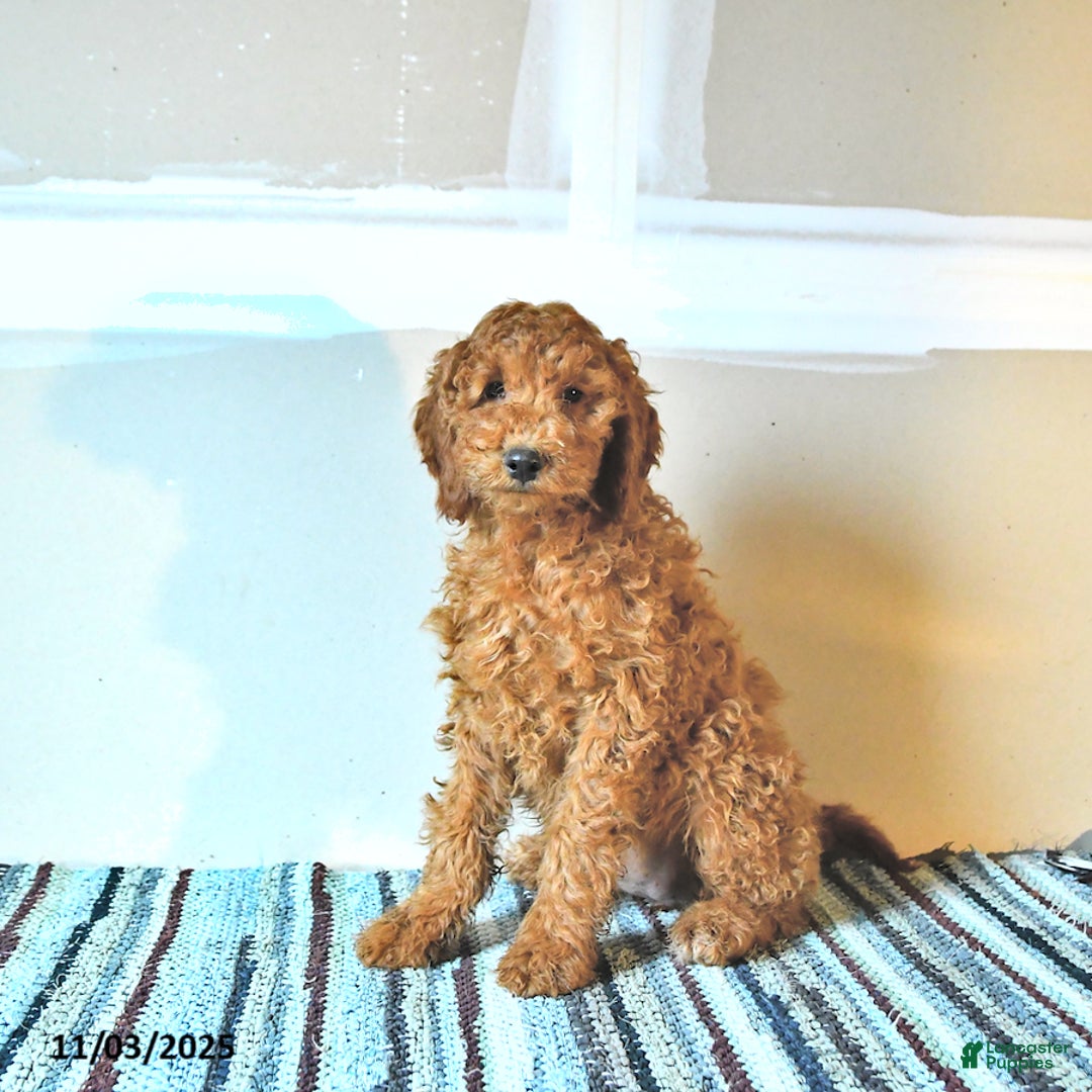 Irish Doodle dogs for sale: Lilly - Ad 4