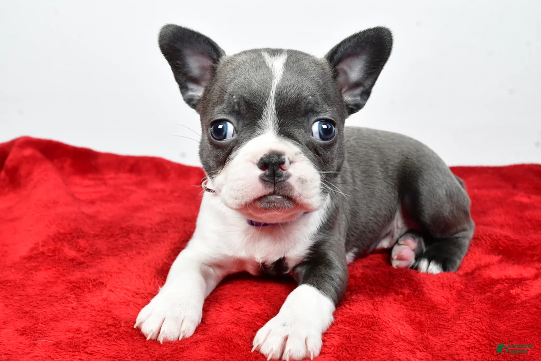 Mixed Breed dogs for sale: Layla - Ad 2